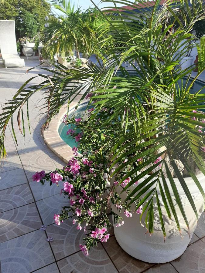 Palmita Hotel Hostel Οράνχεσταντ Εξωτερικό φωτογραφία